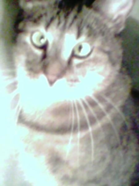 KoutchOu